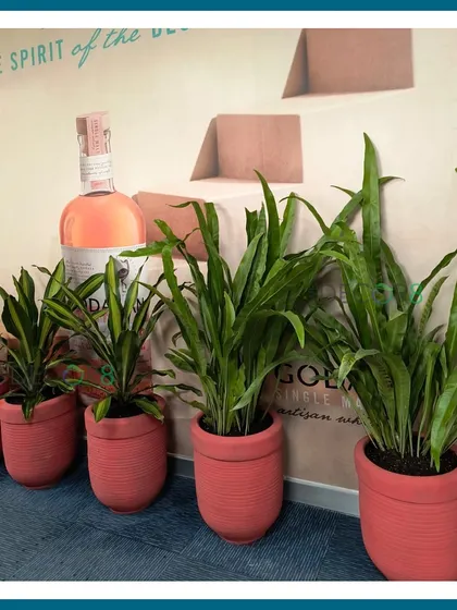 Another grouping of plants in terracotta pots, this time featuring Bird's Nest Ferns and Dracaena. This arrangement adds a welcome touch of green against a branded wall.