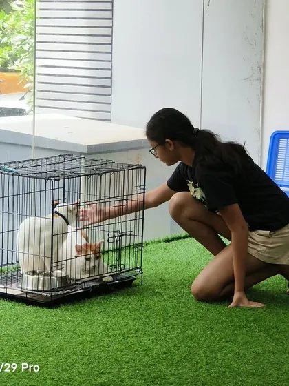 A young visitor gently reaching out to a cat in its carrier. We teach children the importance of letting the animal make the first move and respecting their space.