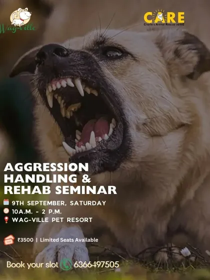 This seminar on Aggression Handling and Rehabilitation offered years of hands on experience to the community. Understanding and managing aggression is a critical skill for anyone working with dogs.