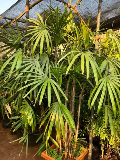 This Rhapis palm is a stud. Its lush, dense growth makes it a fantastic screening plant or a standalone feature for an entryway or patio.