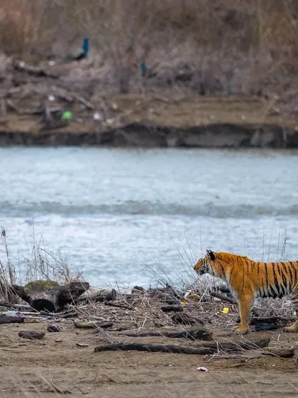 The tigress spots a herd of deer across the river. You can see the shift in her posture as she assesses the situation, her focus now locked on her potential prey.