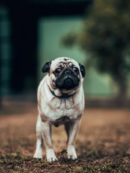 This Pug looks like he's posing for a movie poster. I love capturing the unique personalities of all the dogs who come to stay for their vacation.