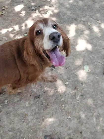 Another great shot of Roober, a true Petspace veteran.