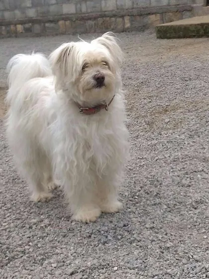 This adorable long-haired guest is one of our many cute visitors. We provide a fun and safe space for all small breeds.