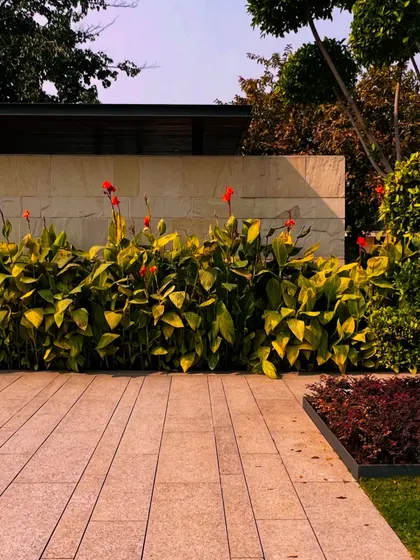 Another shot of the Canna lily bed, showing how a mass planting of a single species can create a powerful visual impact.