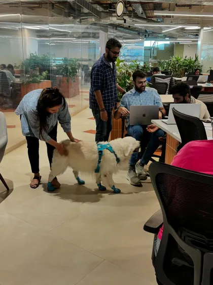 Navigating a busy office space is no problem for a well-socialized dog. Ginger confidently moves through the room, comfortable with the new sights and sounds.