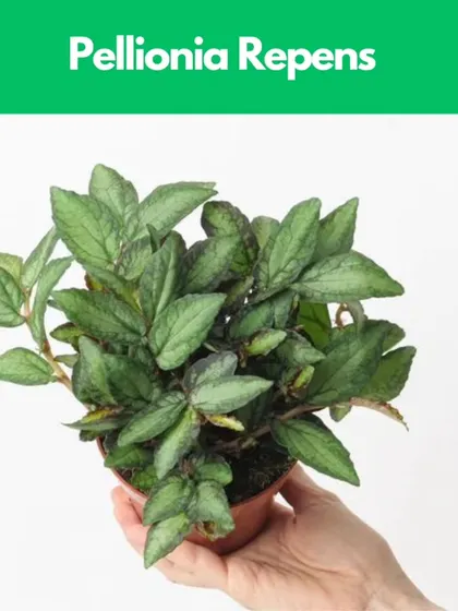 Pellionia Repens, or the Trailing Watermelon Begonia, has beautiful patterned leaves. It’s a trailing plant that adds wonderful texture and visual interest to a closed terrarium.