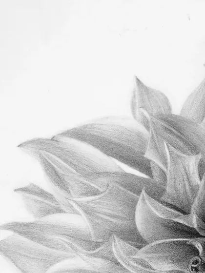 A detail shot of the outer petals, highlighting the soft, gradual shading.