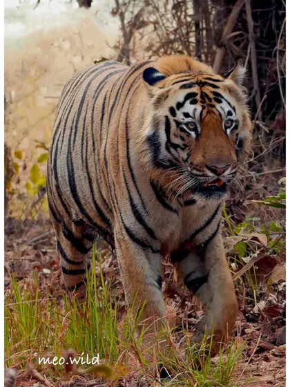 Here, a tiger emerges from the thick undergrowth, the morning light catching its fur. These moments of reveal are always exciting, as the king of the jungle steps out from the shadows.