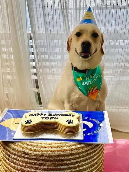 A smiling Tofu, happy and ready to celebrate. This photo perfectly captures the gentle and sweet nature of Labradors.