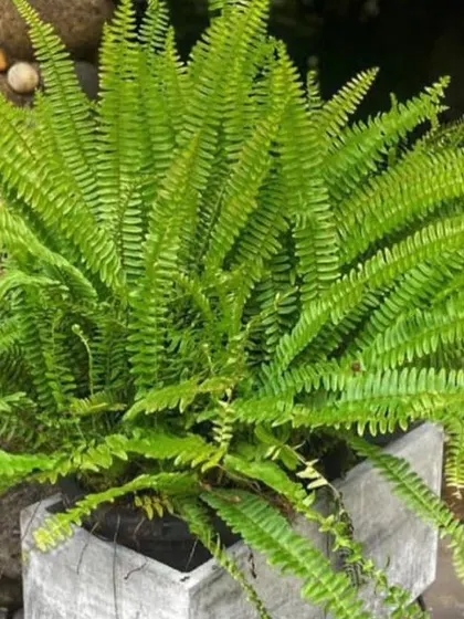 A healthy fern in a concrete planter, perfect for adding fine-textured greenery to a shaded garden spot.