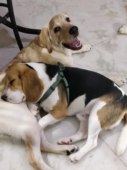 Leo the Lab seems to be smiling while his little buddy Kenzo the Beagle naps on him. He's such a gentle giant and a wonderful friend to the smaller dogs.