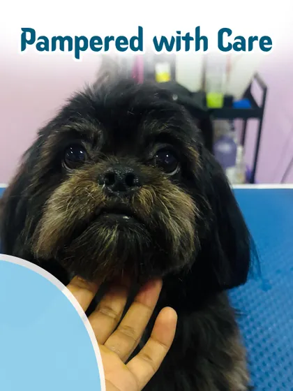 And here is the "after"! Pampered with care and looking sharp. After a gentle trim and styling, this little one is feeling fresh, clean, and fabulous. This is the happy result we strive for with every groom.