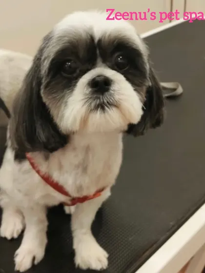 Mishti the Shih Tzu looking sharp after her grooming session. Her coat is trimmed to a practical length, and her face is neatly shaped.