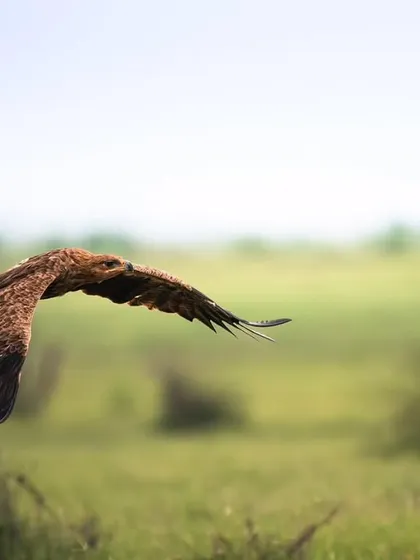 A Tawny Eagle banks in the air, showing the beautiful curve of its wings as it maneuvers in flight.