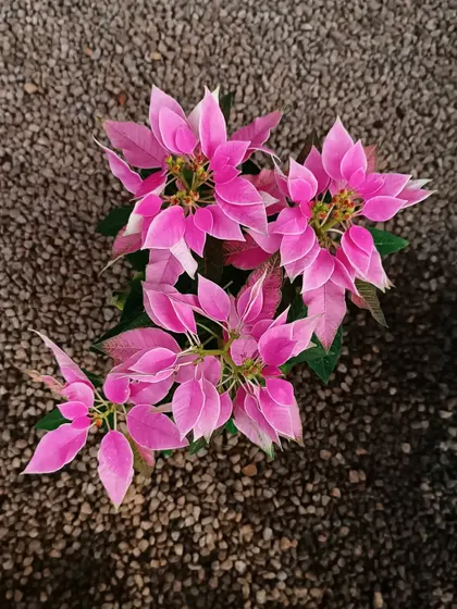 A lovely soft pink Poinsettia, perfect for a more subtle festive decoration.