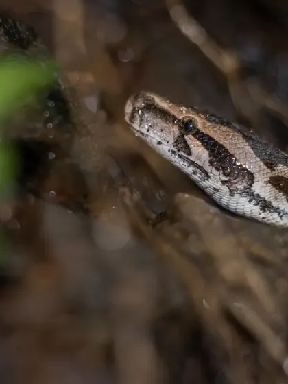 A young Indian Rock Python emerging from the undergrowth. Since I was a child, I have been fascinated by these creatures and dedicated my life to their conservation.