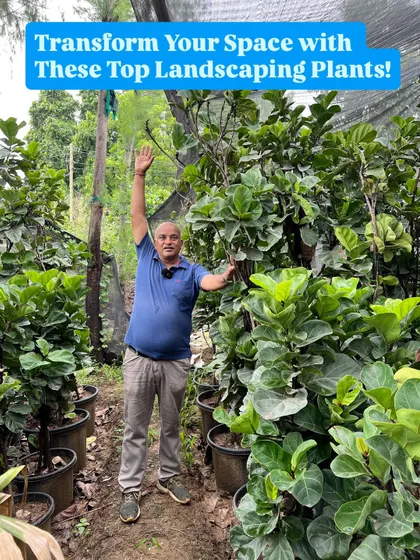 The Fiddle Leaf Fig is a very popular luxury plant. Many people look for large sizes, and I have them right up to 8 or 10 feet tall. These are healthy, full plants ready to transform your indoor or outdoor space.