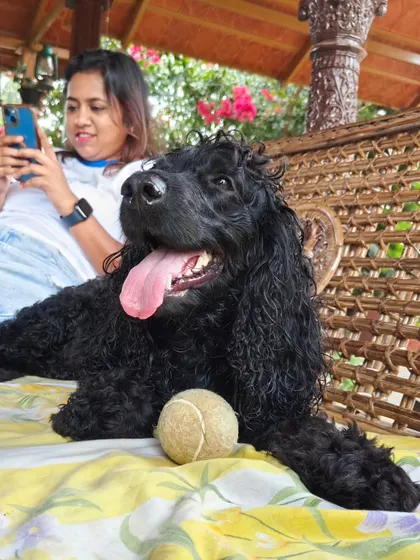 A happy black Cocker Spaniel relaxes on a bench with its tennis ball. Our goal is to provide a stimulating and comfortable environment for all dogs, whether they are here for daycare, boarding, or training.