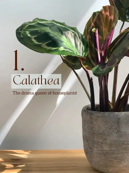 Plant #1 that will test your patience in Delhi NCR is the Calathea. Known as the drama queen of houseplants, its beautiful leaves are very sensitive to our region's dry air and temperature swings, but it can thrive inside the controlled humidity of a terrarium.