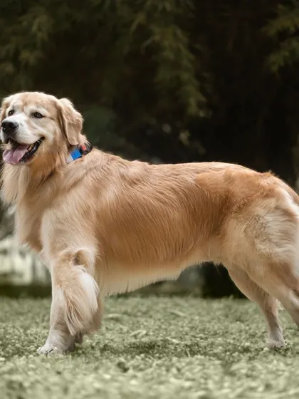 A stunning profile shot of Archie the golden retriever standing proudly, showcasing his beautiful build and coat.