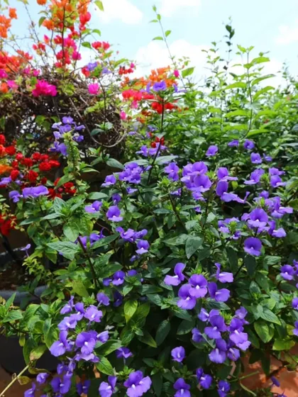 Focusing on the vibrant purple Blue Daze flowers, which provide excellent ground cover or filler in a mixed container.