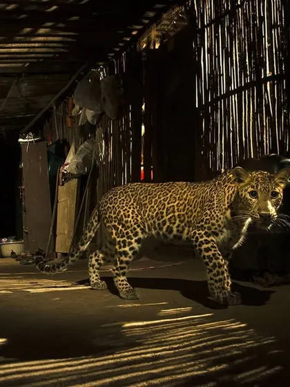 A leopard carries its kill, a piglet, through the porch of a home in Aarey. This camera trap image reveals the nocturnal reality of coexistence, where these cats have learned to live in the shadows of human habitation, a testament to their incredible adaptability.