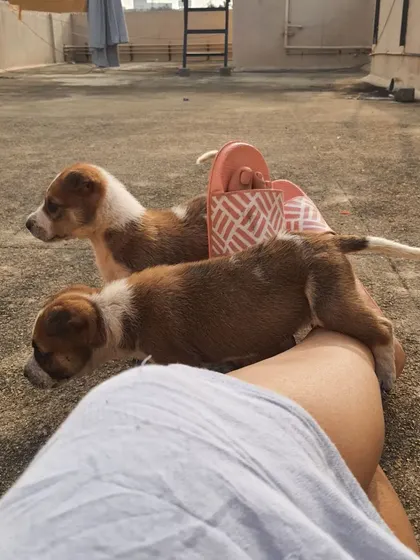 Here are the two foster puppies, Tobasco and Cider, enjoying some sunshine on the terrace. Fostering is a critical part of animal rescue, as it helps puppies socialize and learn about living in a home environment.