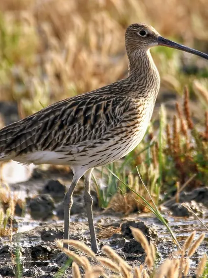 The Eurasian Curlew, with its incredibly long, curved bill, is a large and impressive wader. This bill is a specialized tool for probing deep into the mud for food, a behavior we often observe on coastal trips.