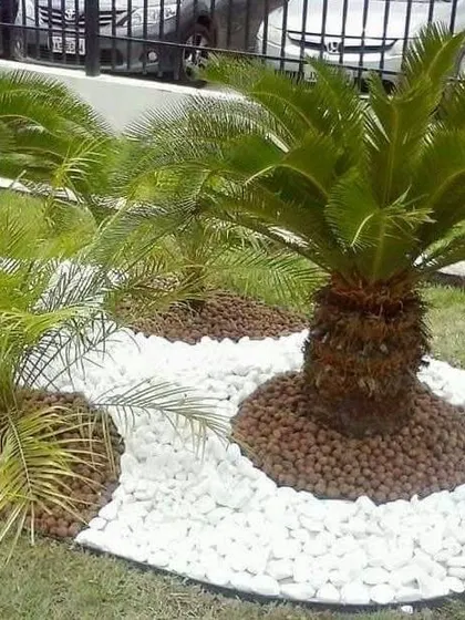 I use a combination of materials to create texture. Here, sago palms are planted in a bed of clay pebbles, bordered by clean white stones.