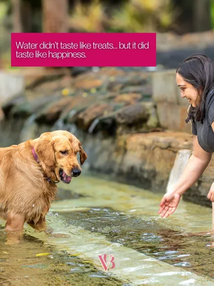A moment of encouragement from his owner helps this golden retriever realize that the water is a happy place.