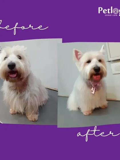 A happy pet makes us happy. This Westie's transformation resulted in a bright white coat and a very happy expression.
