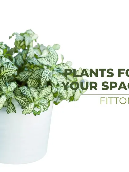The Fittonia, or Nerve Plant, is known for its striking leaves with brightly colored veins. It's a beautiful, low-growing plant perfect for terrariums or as a decorative accent.