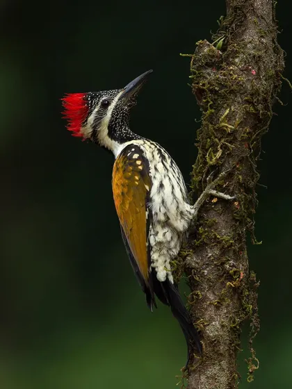A Lesser Goldenback clinging to a mossy trunk, showcasing its ability to climb vertical surfaces.
