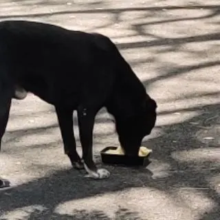 One of our neighborhood dogs, Storm, enjoys the healthy meal of chicken and rice specially prepared by the children.