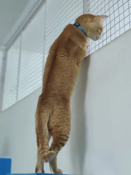 Peachu is a curious boy, standing up to peek through the mesh of the enclosure to say hello to his neighbor, Mocha.