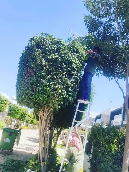 This is an example of our specialized topiary and tree pruning service. It requires skill and the right equipment to shape large shrubs and trees, which adds a formal, elegant look to a landscape.