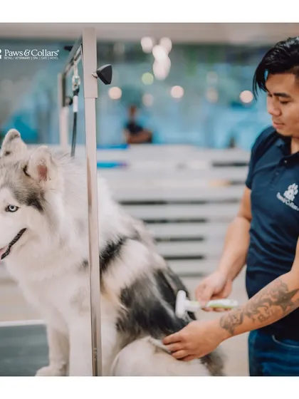 A Siberian Husky gets a thorough de-shedding brush-out in our glass-walled grooming station. This service is vital for double-coated breeds to maintain a healthy coat and reduce shedding at home.