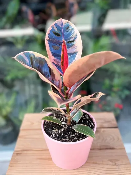 This is a Ficus elastica 'Ruby', also known as a rubber plant. Its stunning pink, blue, and green variegation makes it a showstopper. It's also a great air purifier and very low maintenance.
