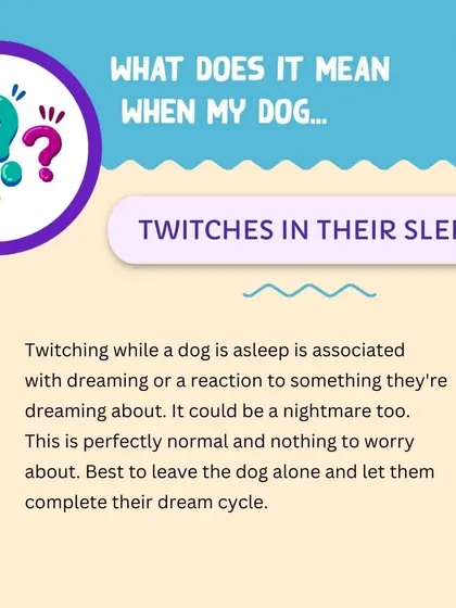 Did you know dogs dream? Twitching in their sleep is perfectly normal and is often associated with dreaming. It's best to let them complete their dream cycle without disturbance.