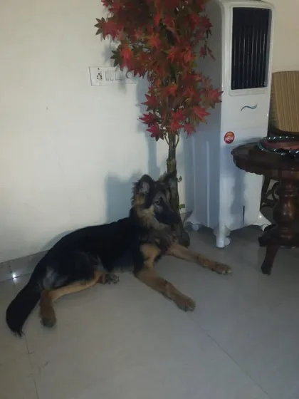 Vito relaxing indoors, feeling safe and secure.