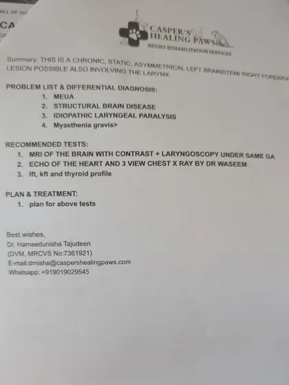 The vet's problem list for Buddy, detailing the suspected conditions. This is why thorough diagnostics are so important.