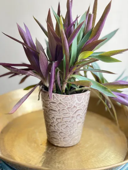 Texture adds depth and interest. The intricate pattern on this pot complements the striking purple and green leaves of the Rhoeo plant.