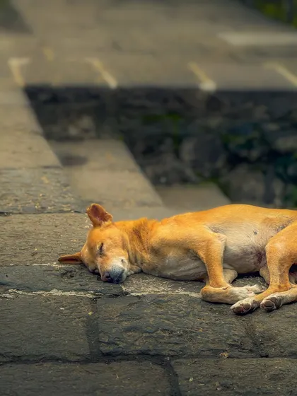 A stray dog sleeping peacefully on the warm stones of the ancient caves. A moment of pure tranquility.