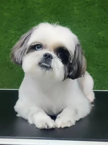 Look at that sweet face. This Shih Tzu puppy is sporting a fresh 'puppy cut', which keeps the face clean and the body fur short and manageable. It's a perfect style for active, playful pups.