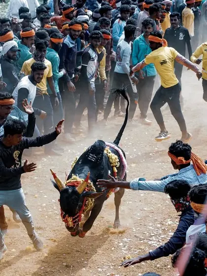 A powerful, decorated bull charges through the crowd during the 'Hattihabba' festival. The photo is taken at a low angle to emphasize the animal's strength and the excitement of the participants.