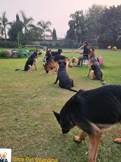 A training session in progress, with many German Shepherds sitting attentively.