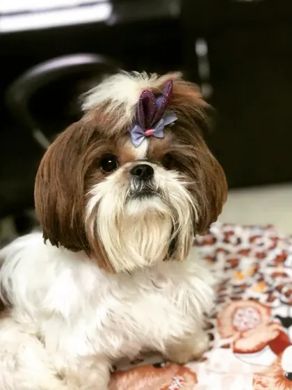 My princess Jazz, a beautiful Shih Tzu, looking perfectly groomed and poised. She is as sweet as she is pretty.