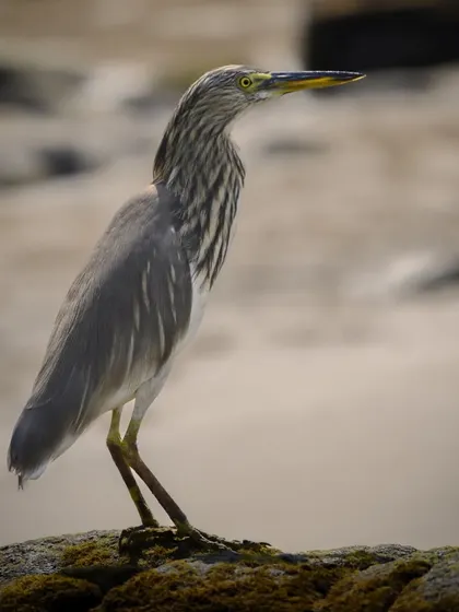 An Indian pond heron standing alert on a rock. The detailed focus on its feathers and sharp eye showcases my approach to wildlife portraiture.