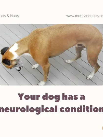 For dogs with neurological conditions that affect their balance and coordination, the buoyancy of water provides support, allowing them to move more freely and safely, which can help rebuild muscle and improve body awareness.